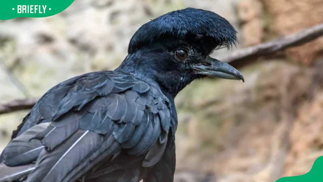 Umbrellabird on a tree