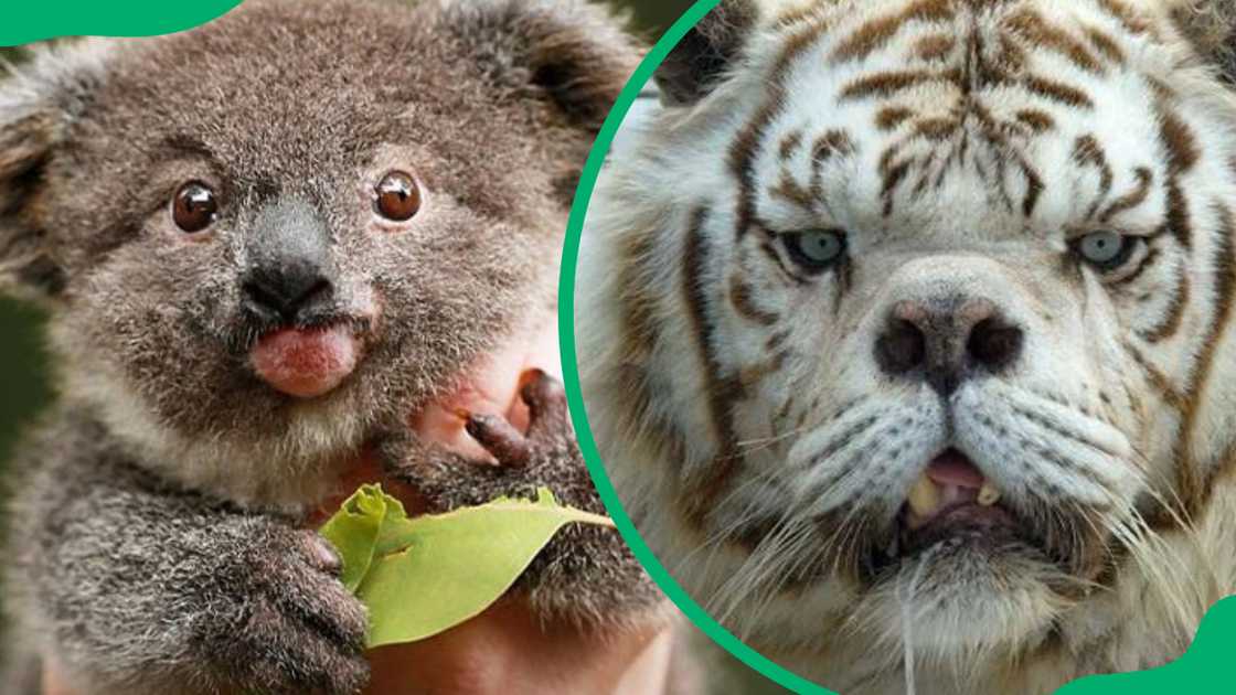 Animals with Down syndrome