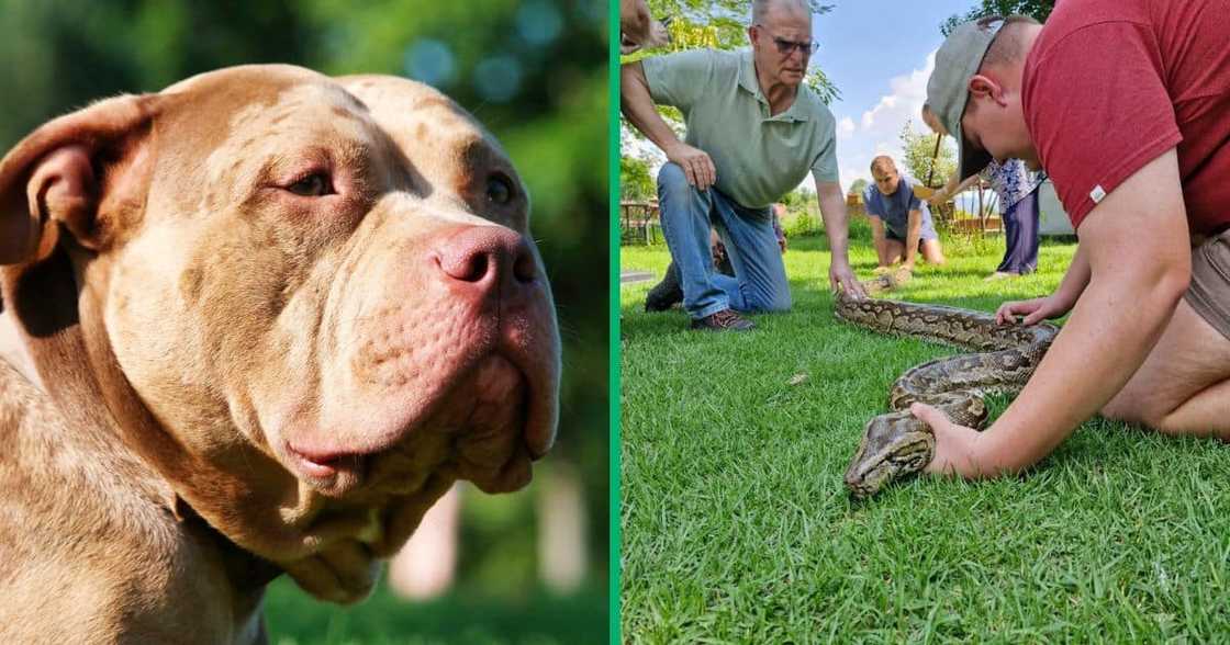 Two pythons swallowed a pitbull and almost swallowed a goat in the North West Two pythons swallowed a pitbull and almost swallowed a goat in the North West