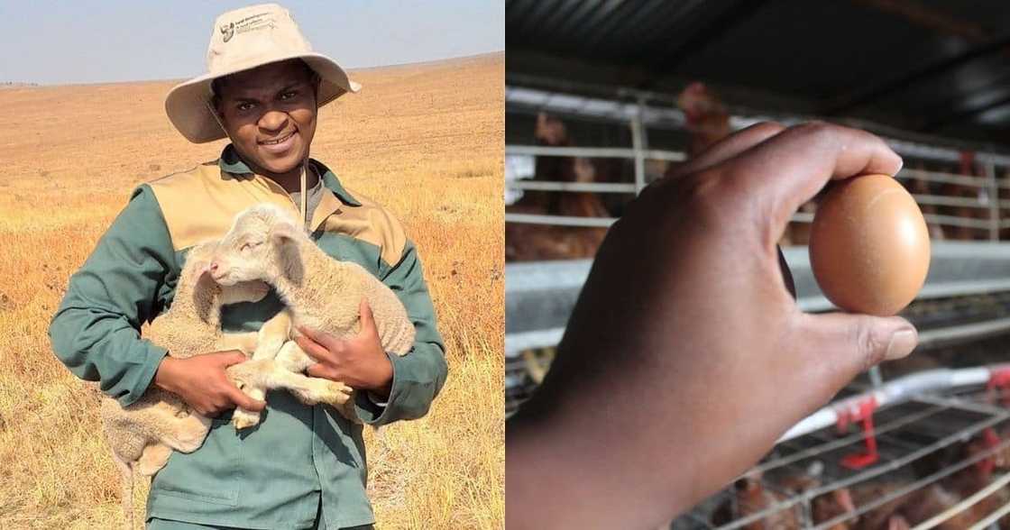 IA: Man loses livestock after heavy rains, SA pulls through to help him out IA: Man loses livestock after heavy rains, SA pulls through to help him out