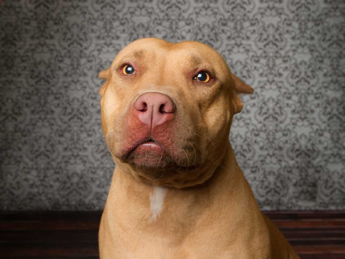 Pit bull chases people onto car