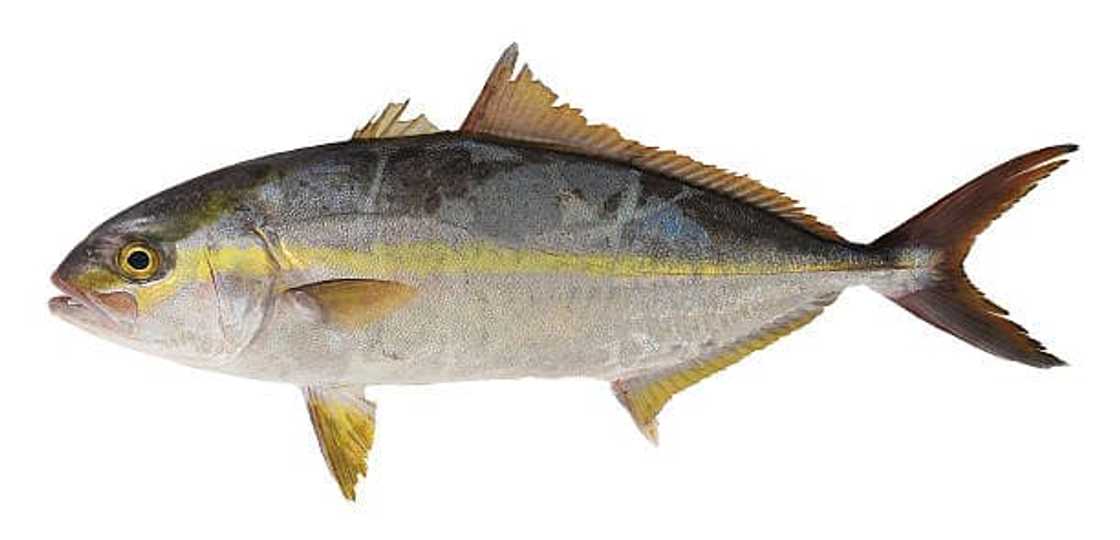 Why is bluefin tuna more expensive than yellowfin? Why is bluefin tuna more expensive than yellowfin?