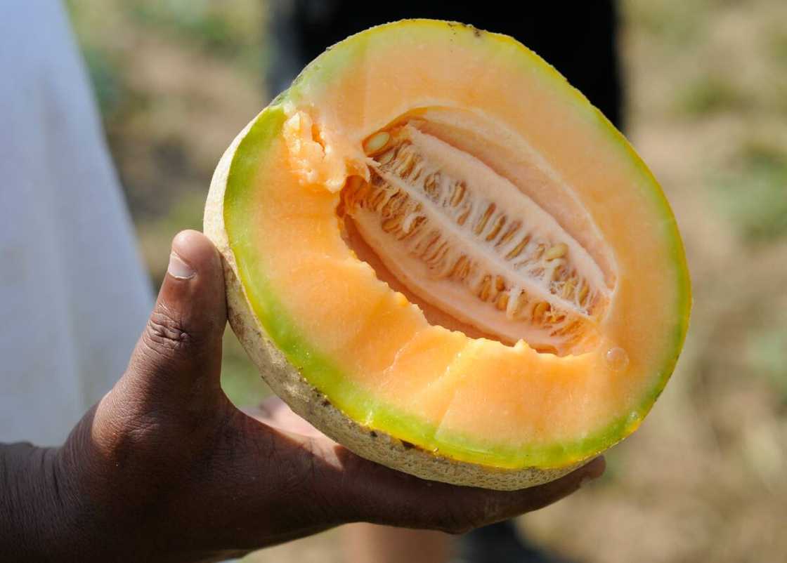 Cantaloupe fruit picked by inmates Cantaloupe fruit picked by inmates