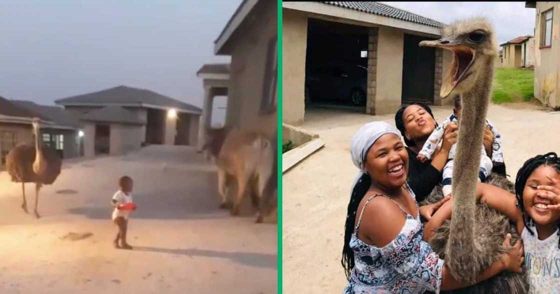 A woman found her toddler hanging around with a cow, an ostrich and a goat in a TikTok video