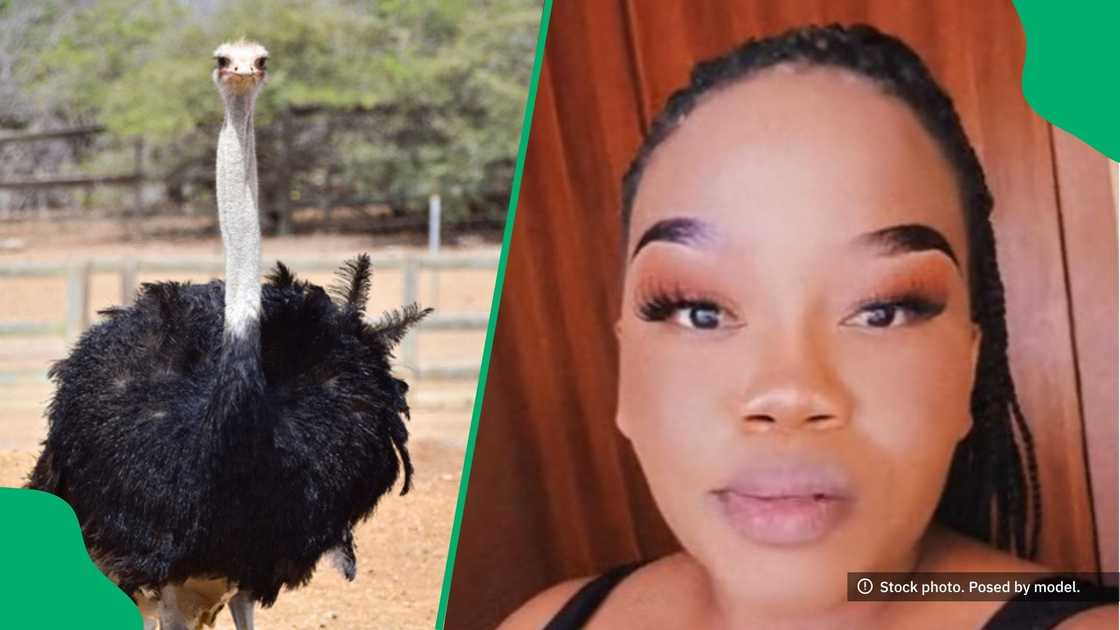 Woman had face-off with an ostrich Woman had face-off with an ostrich