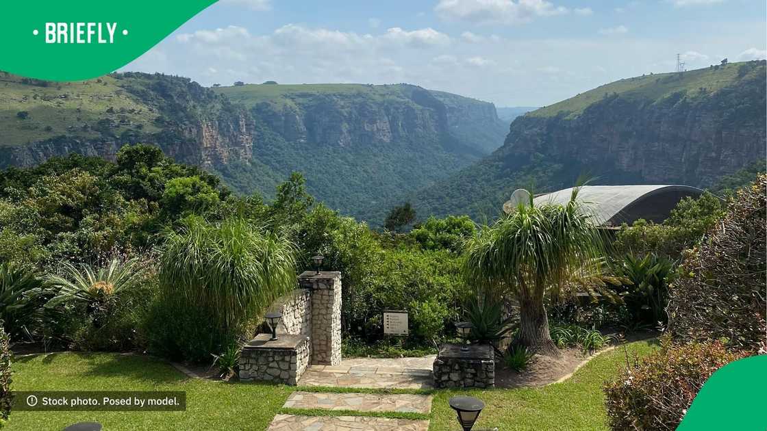 KZN resident spots weird snake KZN resident spots weird snake