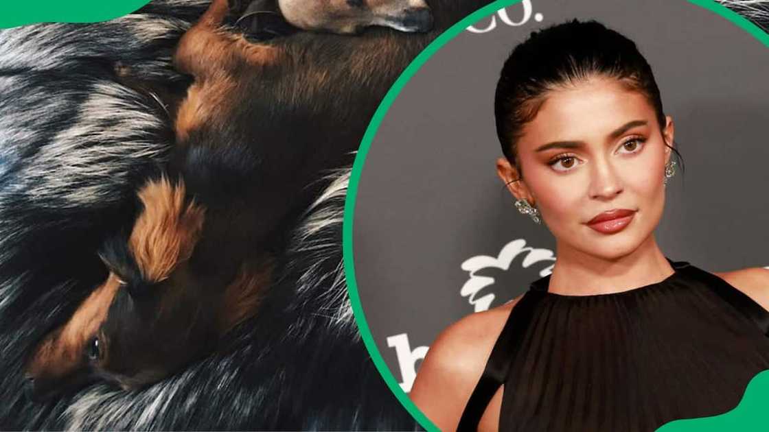 Ernie lying on a blanket (L). Kylie Jenner during the 2022 Baby2Baby Gala (R) Ernie lying on a blanket (L). Kylie Jenner during the 2022 Baby2Baby Gala (R)