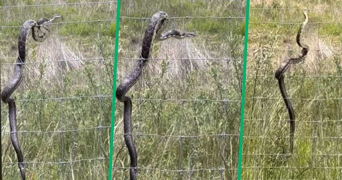 TikTok video of snake facing electric fence TikTok video of snake facing electric fence
