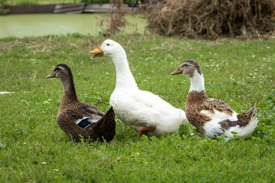 Domestic ducks