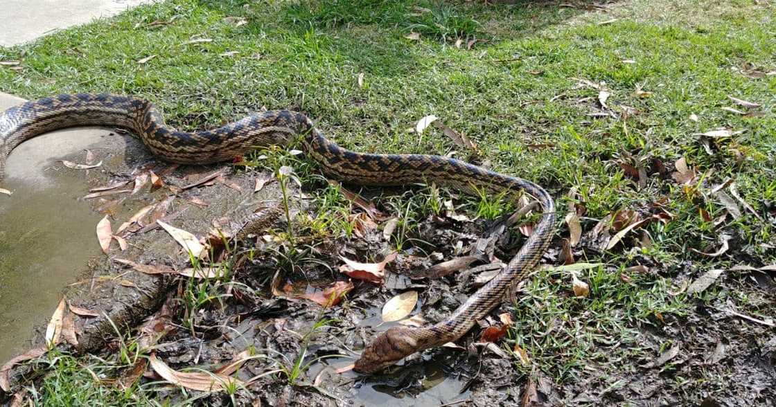 Two men in South Africa came across a large snake on a farm road Two men in South Africa came across a large snake on a farm road