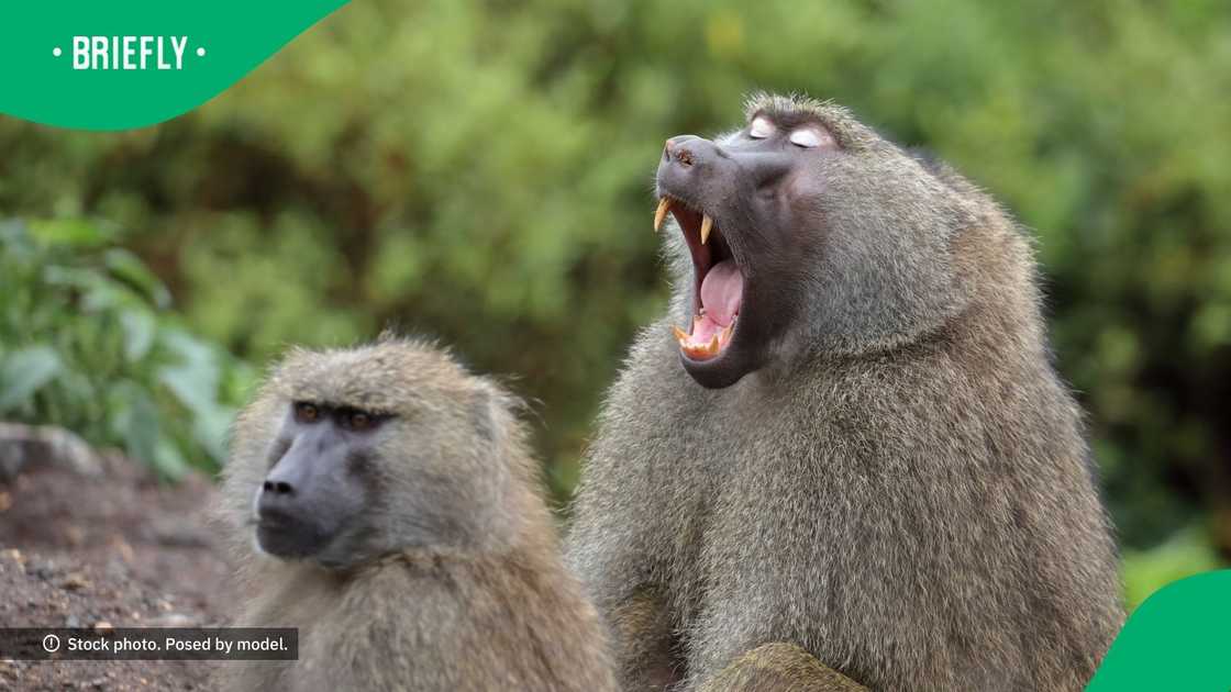 Students fight intrusive baboons