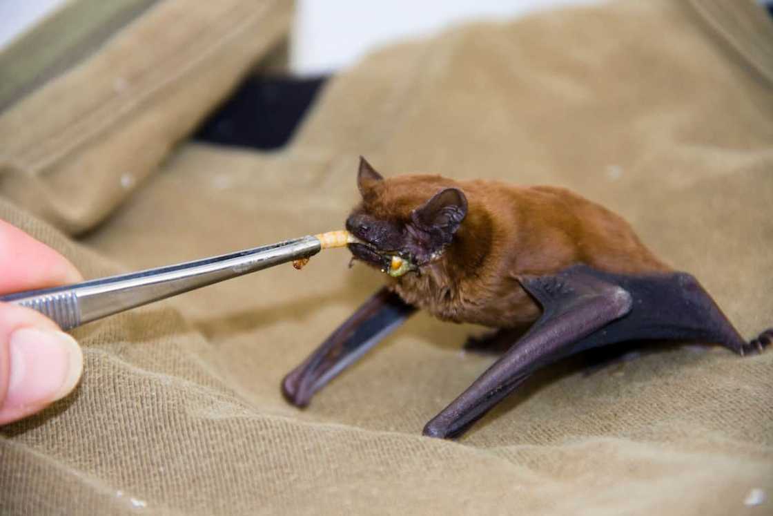 A noctule being fed A noctule being fed
