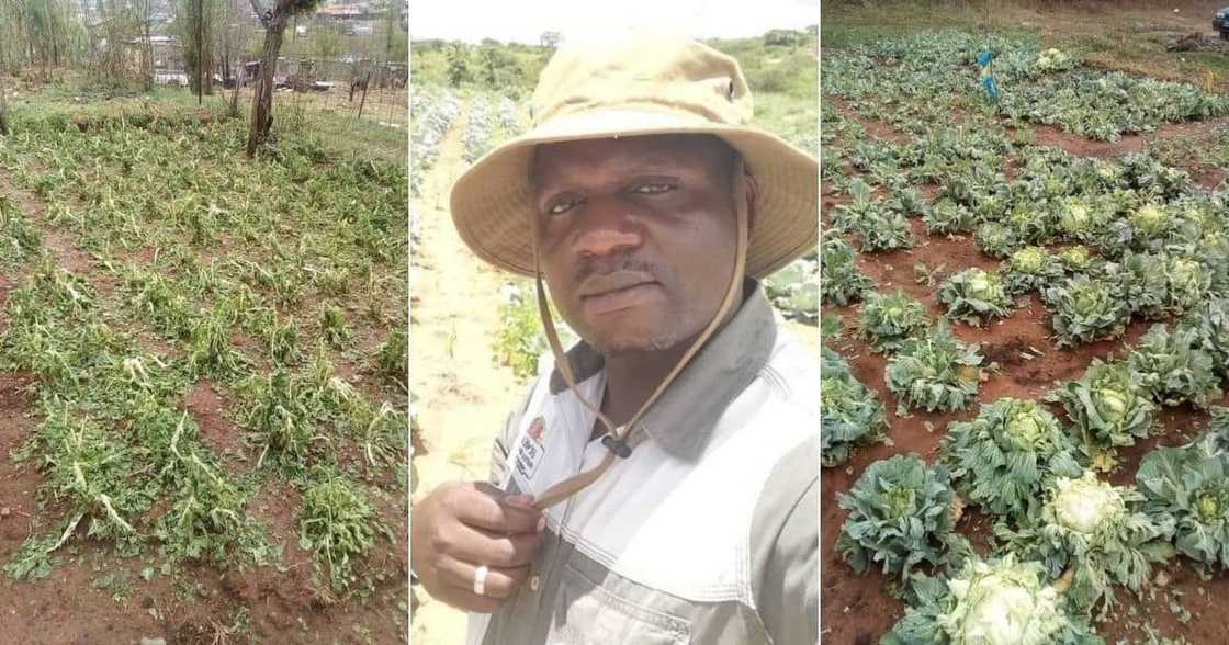 farmer, crop, loss, damage farmer, crop, loss, damage