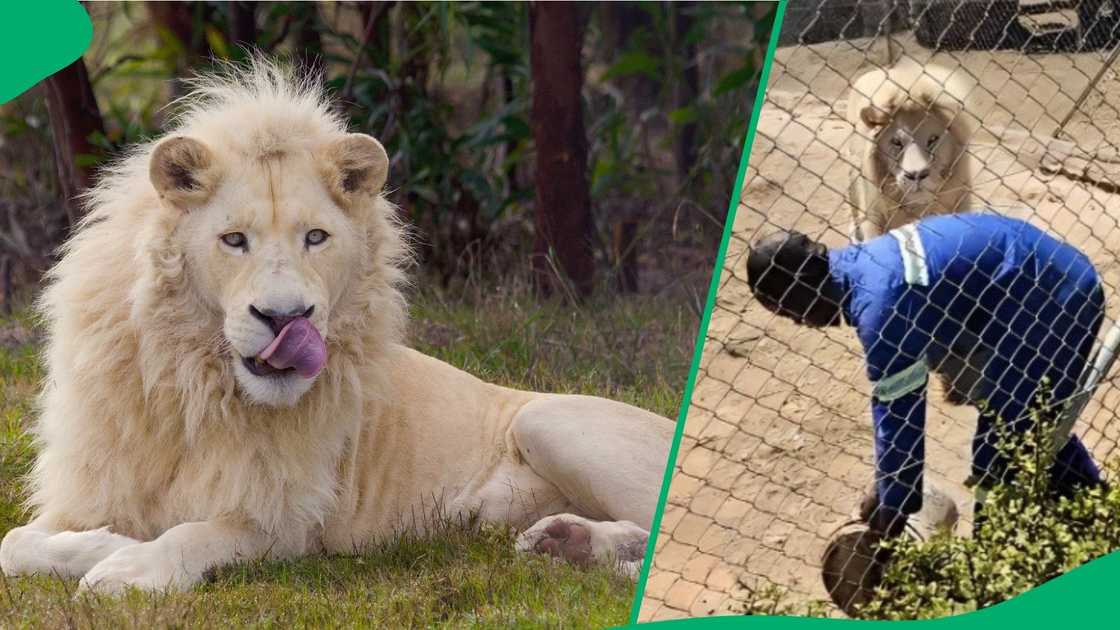 A wildlife worker bravely entered a lion enclosure. A wildlife worker bravely entered a lion enclosure.