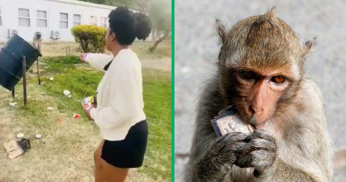 Monkeys terrorize the efako Makgatho Health Services University Monkeys terrorize the efako Makgatho Health Services University
