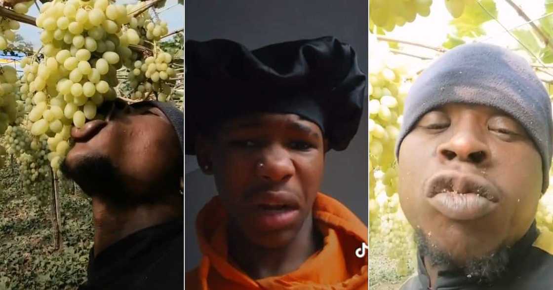 Man-eating grape right from the tree Man-eating grape right from the tree