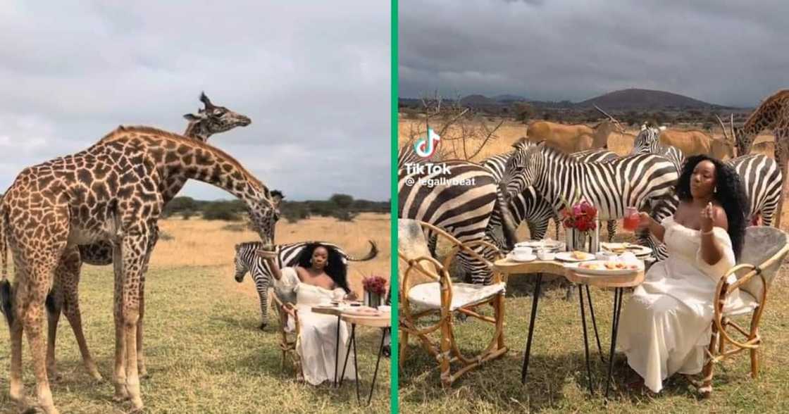 A woman with giraffes and Zebra at a Safari