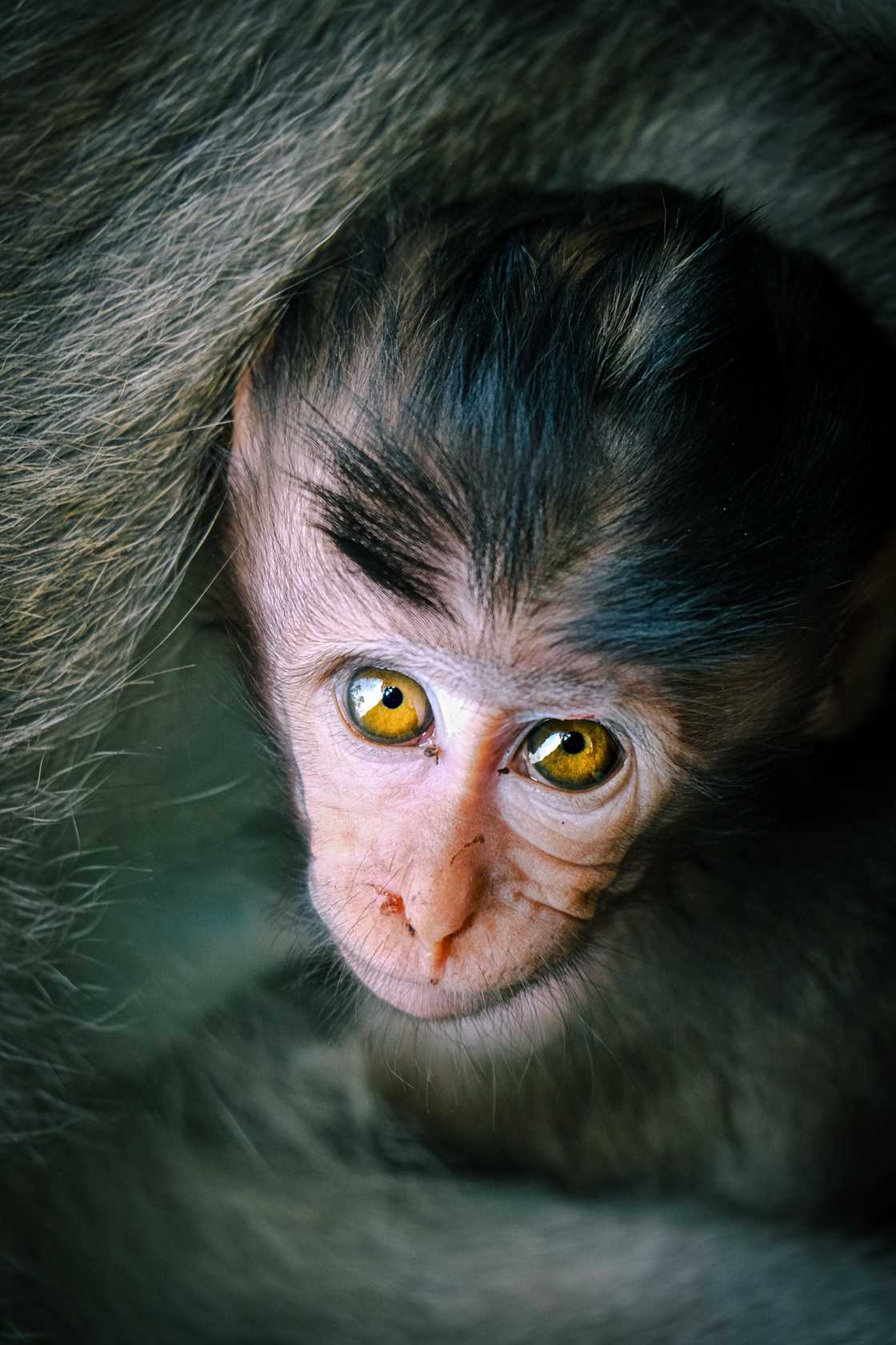 Monkey eyes can not perceive glass Monkey eyes can not perceive glass