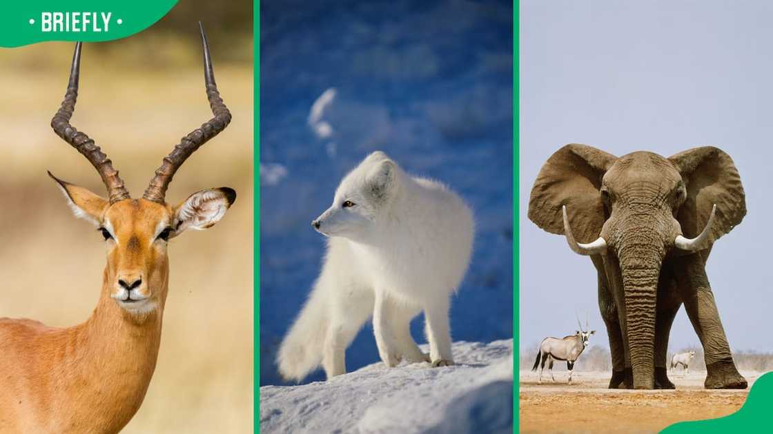 Antelope (L), Arctic fox (C), African elephant (R)