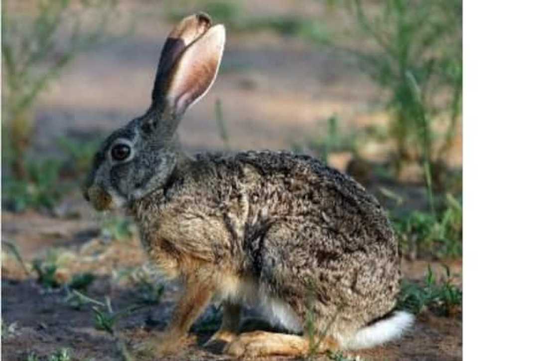 Top 20 extinct and endangered animals in South Africa with images Top 20 extinct and endangered animals in South Africa with images