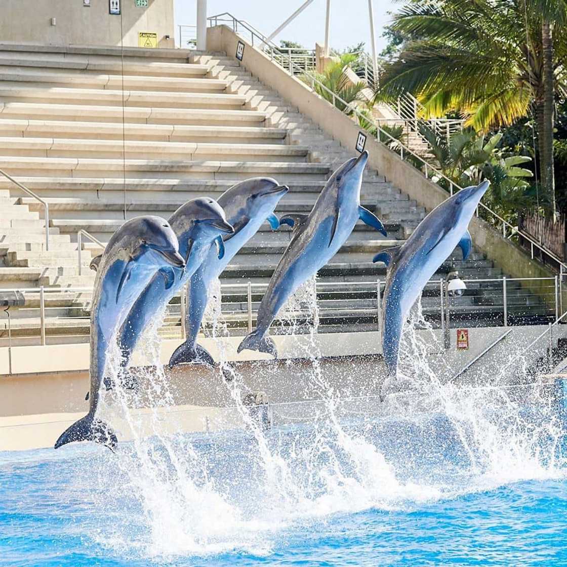 dolphins