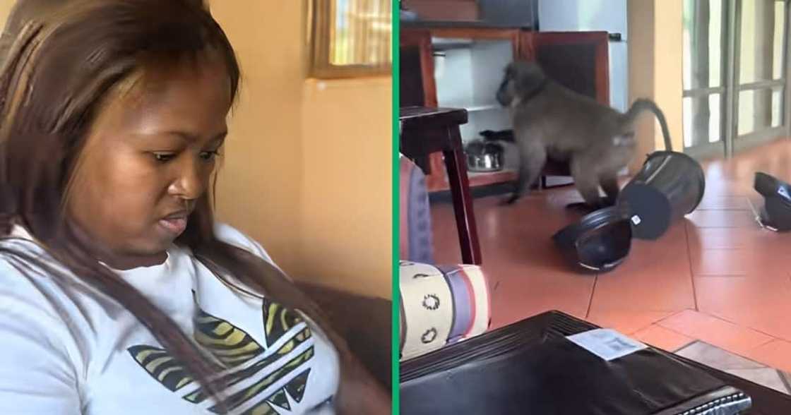 A wild baboon in KwaZulu-Natal invaded a private room A wild baboon in KwaZulu-Natal invaded a private room
