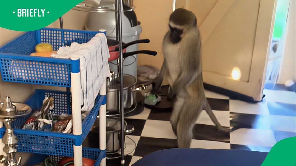 Monkey steals man's food in video Monkey steals man's food in video