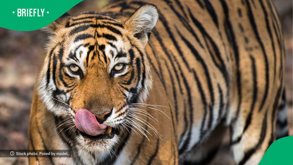 The woman had a redeeming experience with the big cat afterwards.