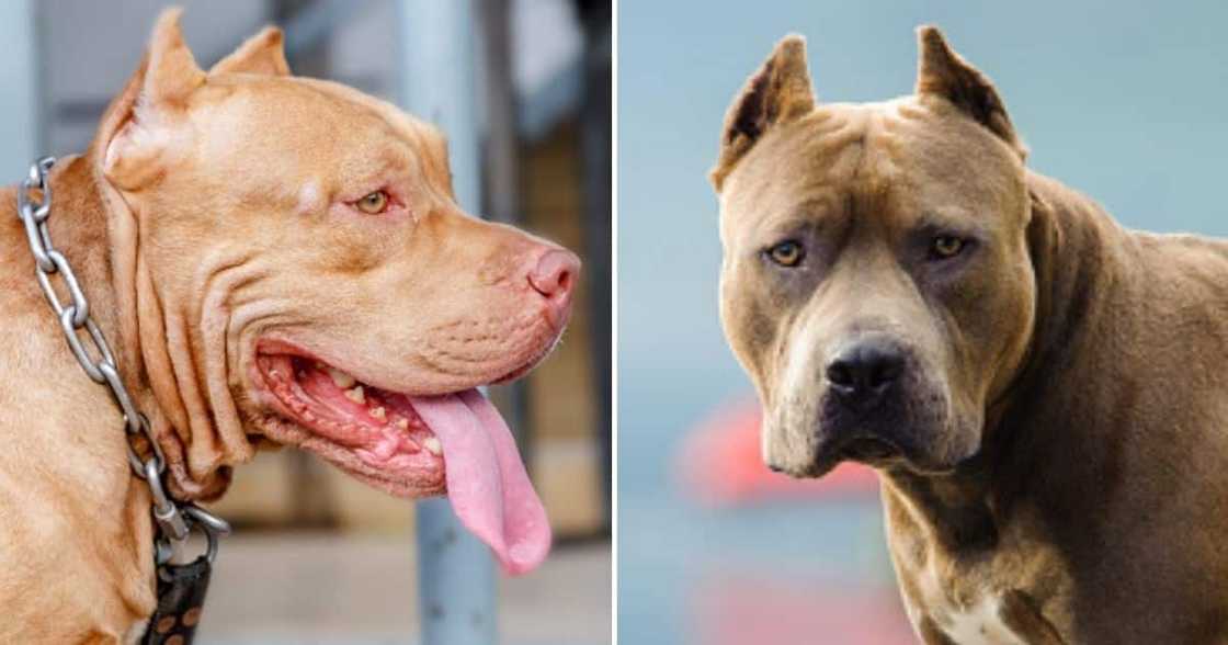 Pit bull attacks 6 year old girl Pit bull attacks 6 year old girl
