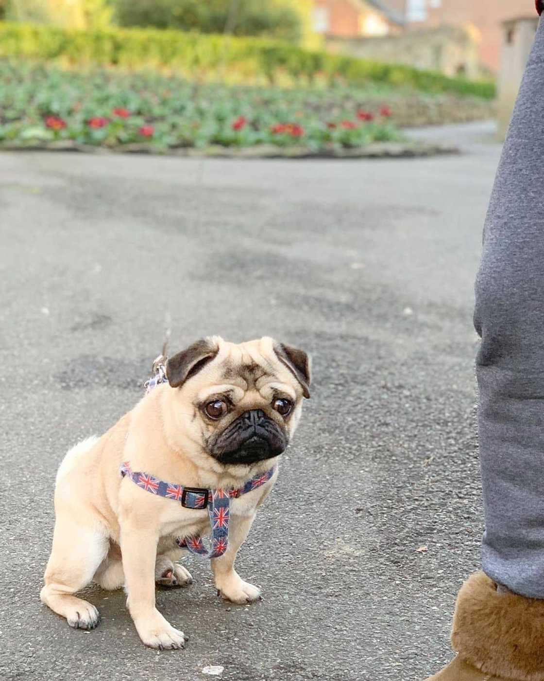 most popular dog breeds in South Africa most popular dog breeds in South Africa