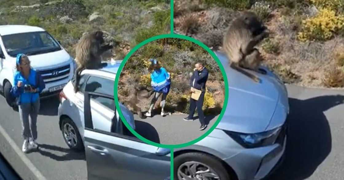 TikTok video of baboon attacking couple TikTok video of baboon attacking couple