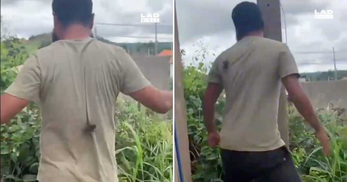 Big black spider crawls up mans back and he runs out, netizens run Big black spider crawls up mans back and he runs out, netizens run