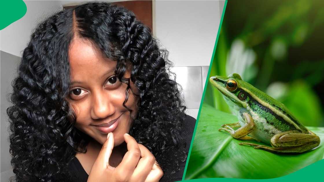 A woman found a frog in her lettuce. A woman found a frog in her lettuce.
