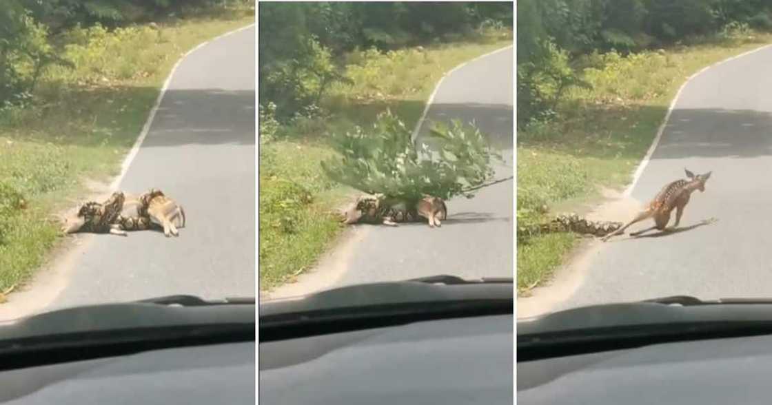 Snake, Deer, Viral Video, South Africa Snake, Deer, Viral Video, South Africa