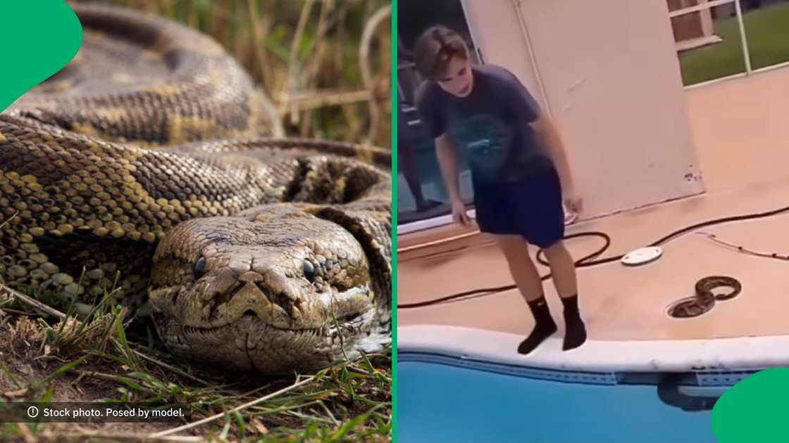 A TikTok video shows a man jumping into a pool to grab a massive python.