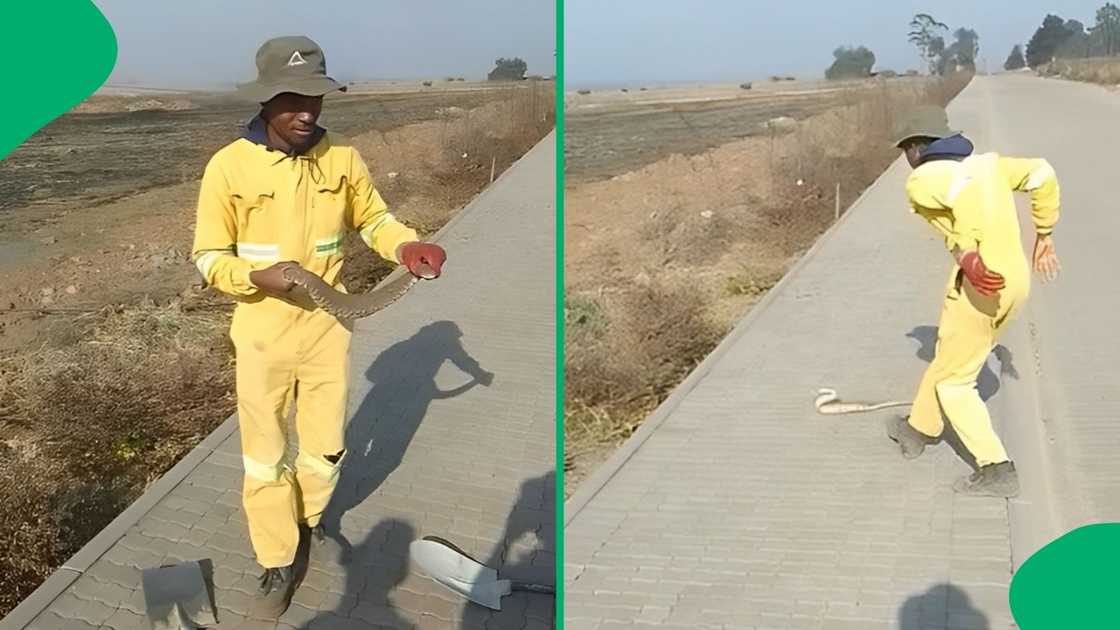 A man held a puff adder.