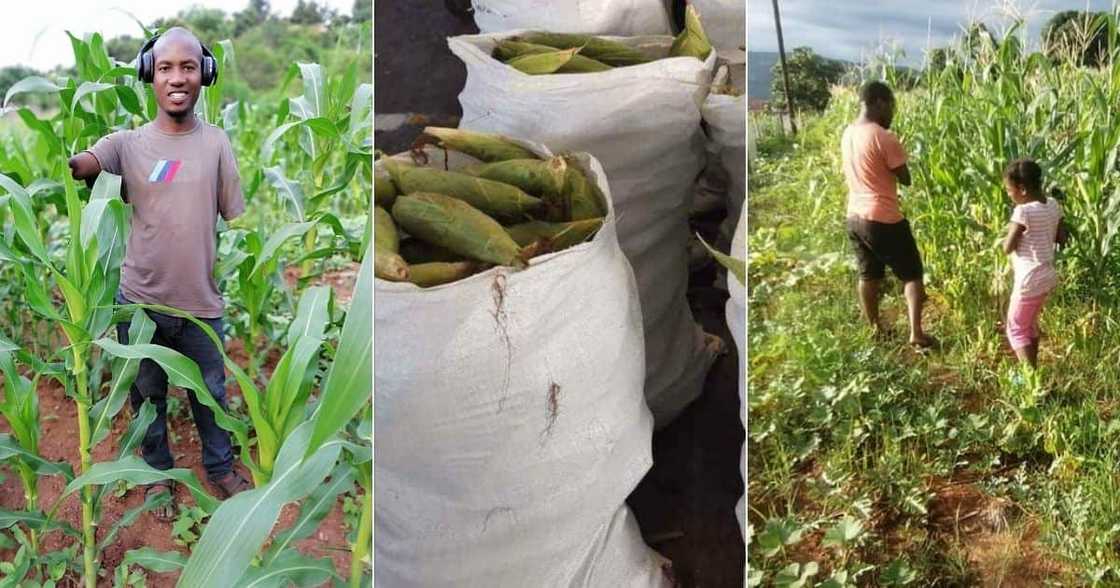 Sibusiso Mogale is a farmer without arms and was raised by a single mother. Image: Twitter Sibusiso Mogale is a farmer without arms and was raised by a single mother. Image: Twitter