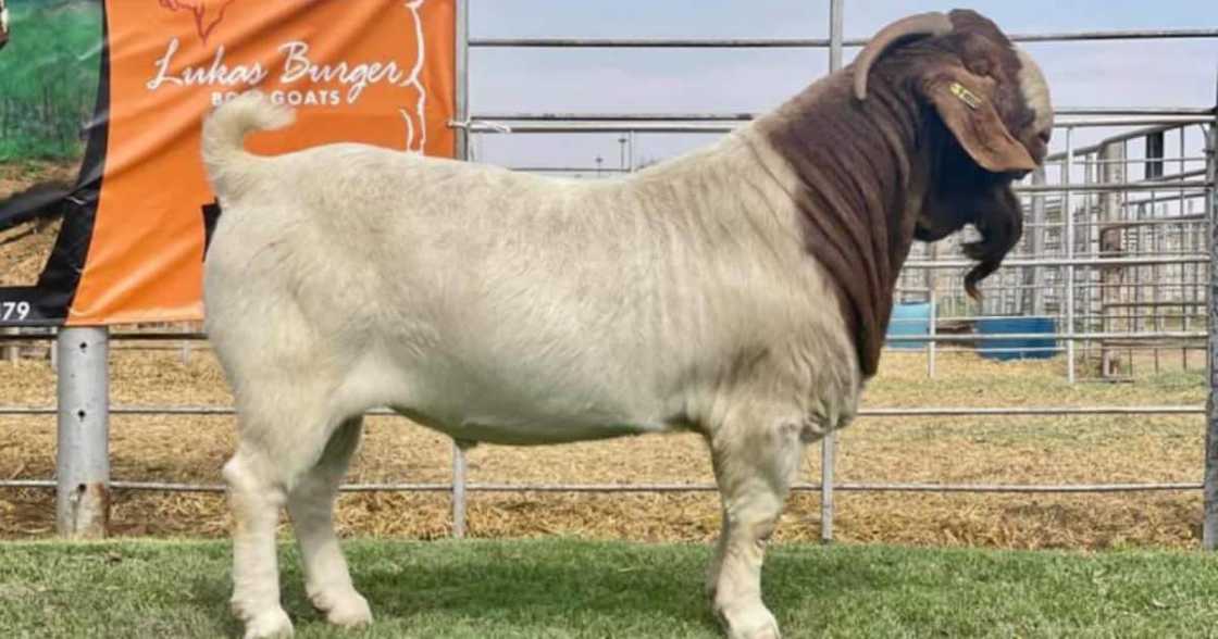 Goat, Animal, Price, R500 000, Unbelievable, Twitter reactions Goat, Animal, Price, R500 000, Unbelievable, Twitter reactions