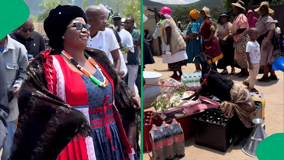 A goat at a Limpopo wedding stole the spotlight on TikTok A goat at a Limpopo wedding stole the spotlight on TikTok