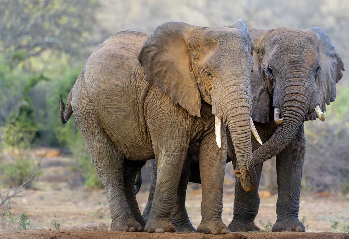 Elephants killed a soldier in Limpopo