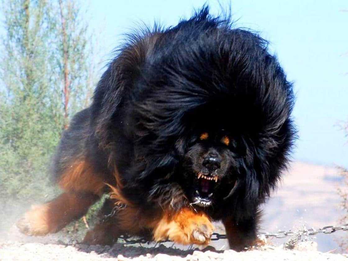 World's strongest dog breed