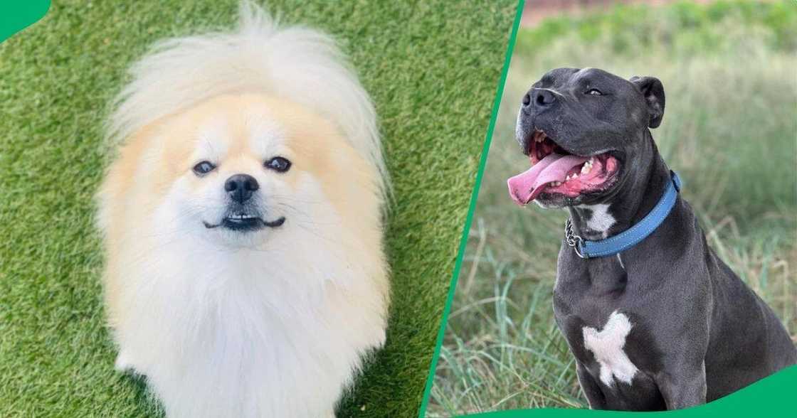 Can you match these dogs and their owners