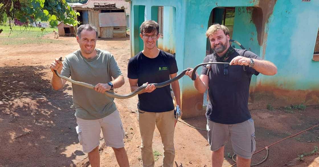 Nick Evans, Black Mamba, Snakes Nick Evans, Black Mamba, Snakes