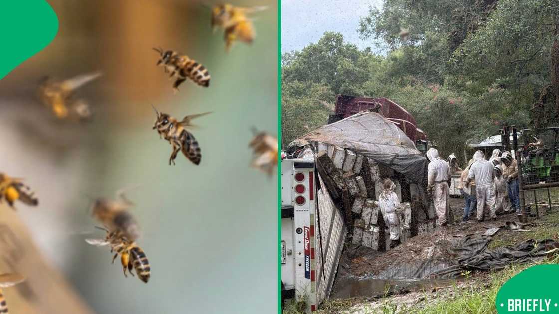 The layout contrasted a close-up visual of a swarming bee colony alongside an outdoor scene of a containment team working near a crashed transport trailer in a wooded area