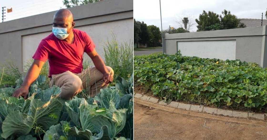 Cabbage bandit, Joe Nkuna, Tshwane, municipal courts, Akasia, case withdrawn Cabbage bandit, Joe Nkuna, Tshwane, municipal courts, Akasia, case withdrawn