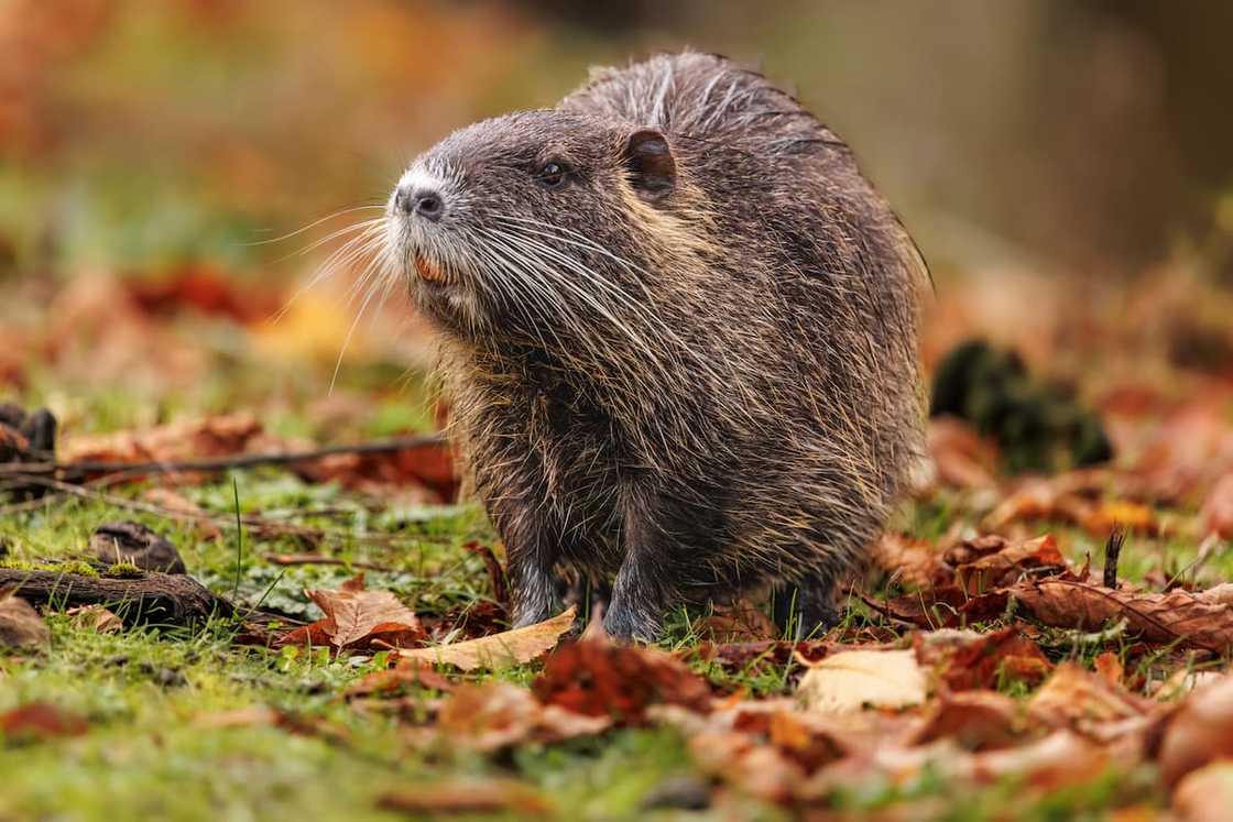 A nutria standing on a field with dry leaves A nutria standing on a field with dry leaves