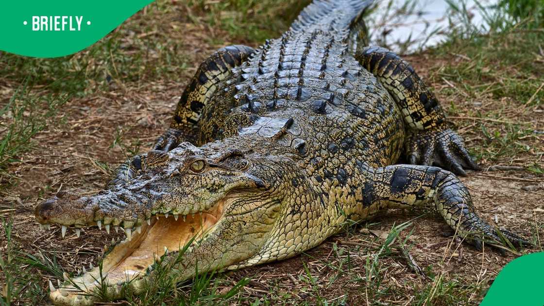 A man provoked a crocodile in a viral video in Limpopo A man provoked a crocodile in a viral video in Limpopo