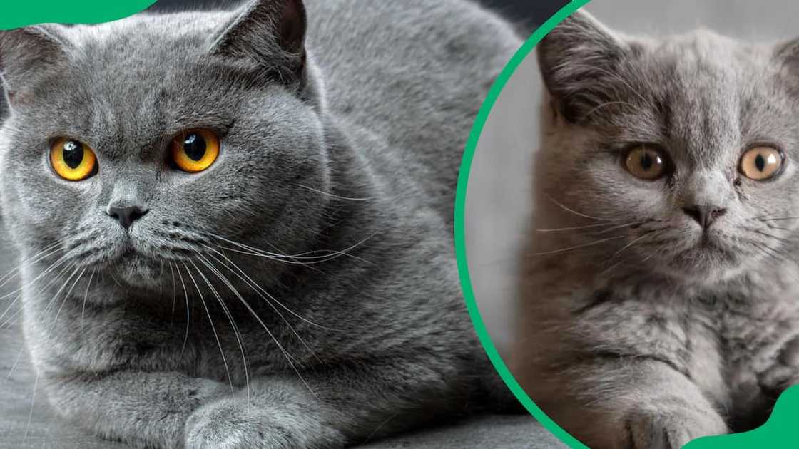 British shorthair cat breed