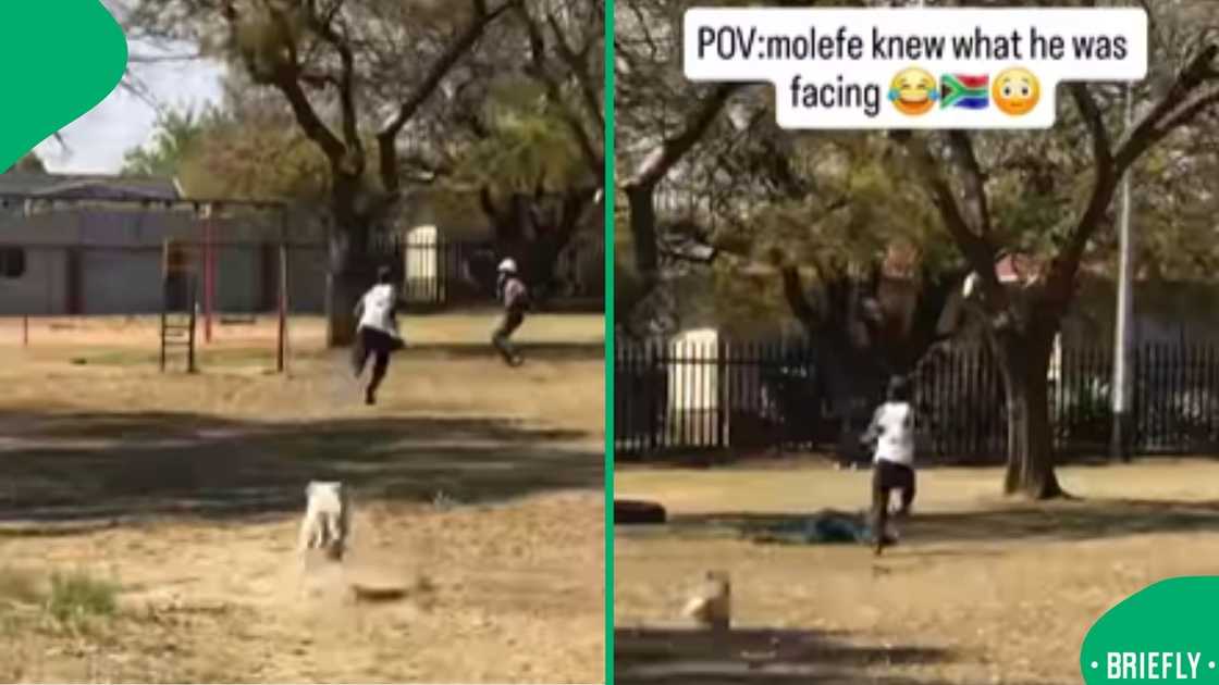 A trending dog chase video combined suspense and comedy, making it one of the most shared clips online this week A trending dog chase video combined suspense and comedy, making it one of the most shared clips online this week