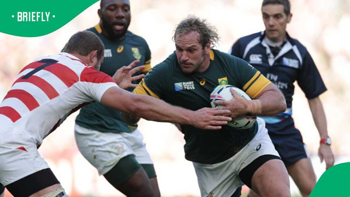 Springboks